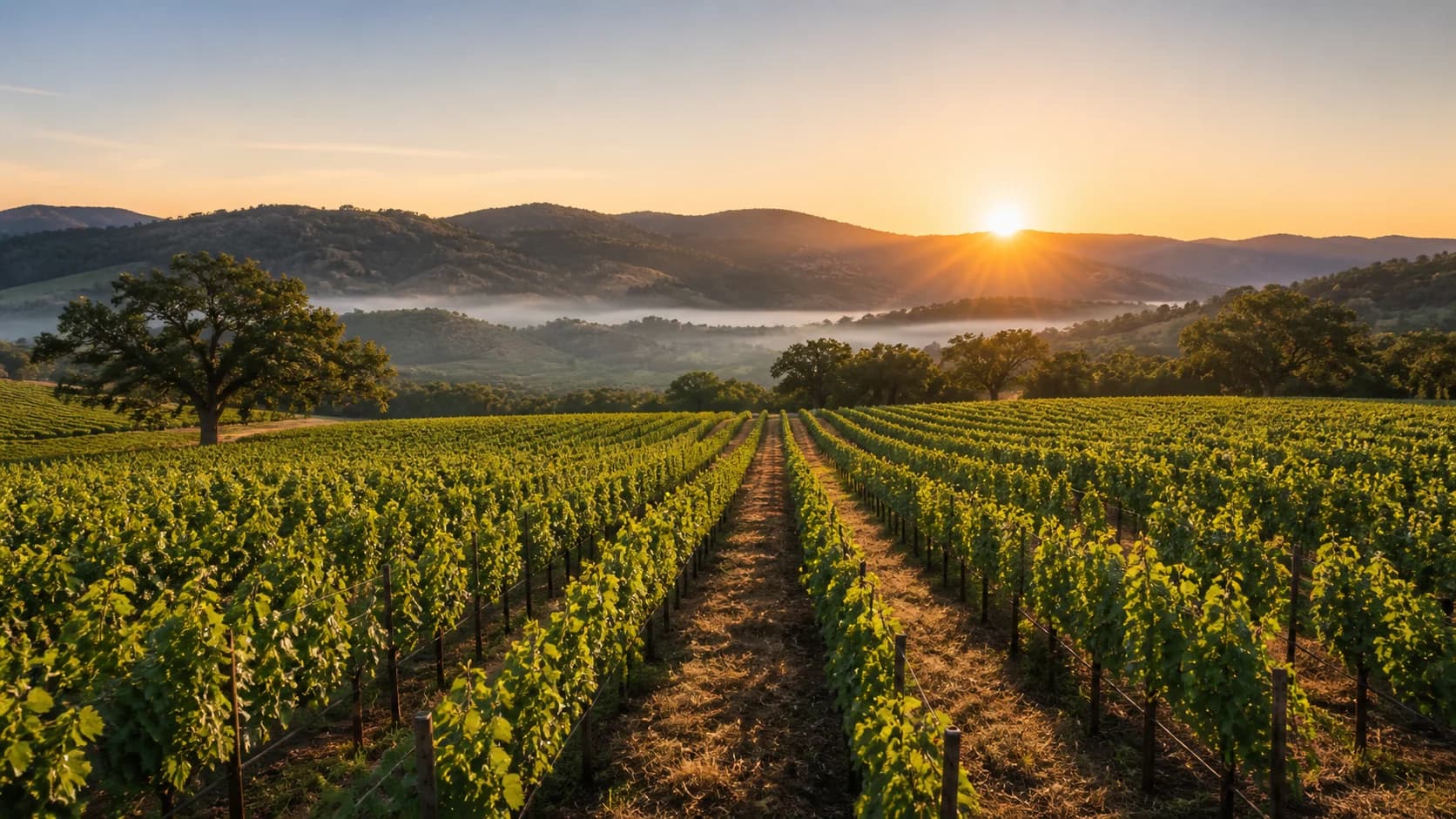 Sunrise over the vineyards and hills of Napa Valley